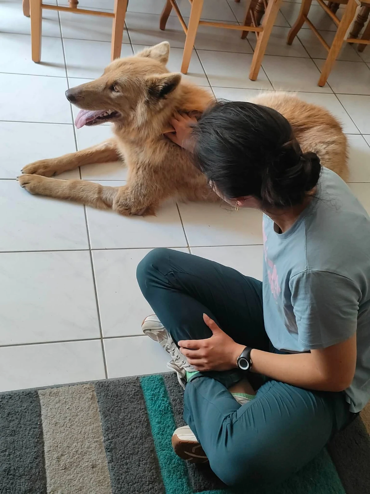 Jeune chien accompagné en ostéopathie pendant sa croissance