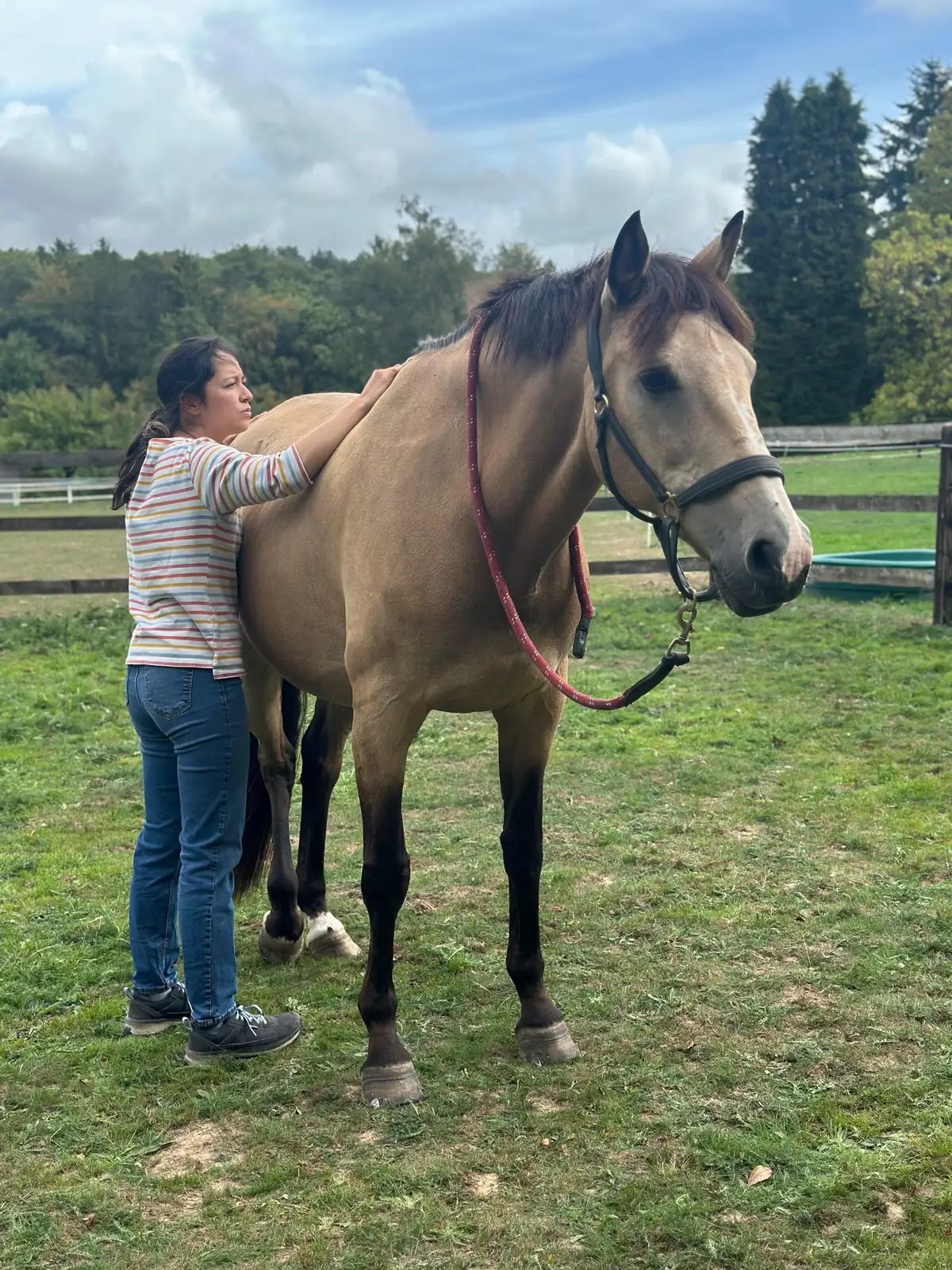 Séance d'ostéopathie équine au pré en Normandie