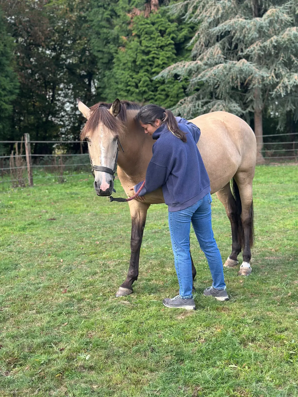 Ostéopathie de l'épaule d'un cheval à domicile