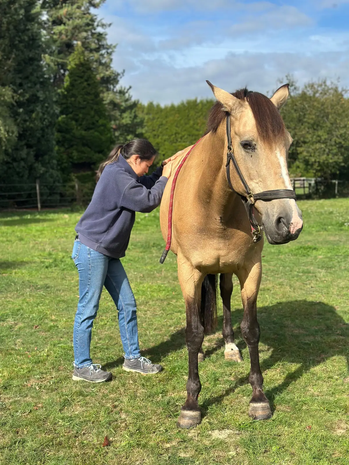 Séance d'ostéopathie équine en extérieur en Normandie
