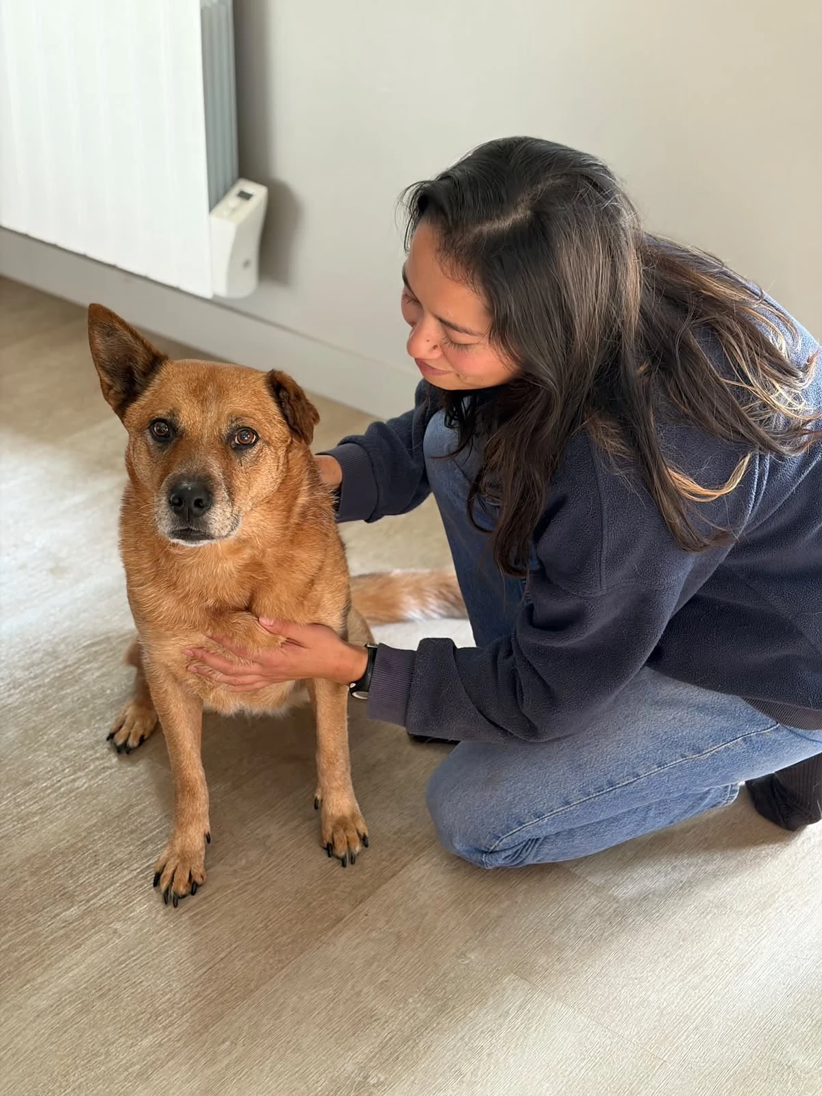Yuko Thibaut palpe l'avant-main d'un chien lors d'une séance d'ostéopathie